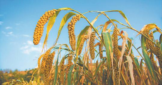 Ancient climate study reframes origins of millet farming