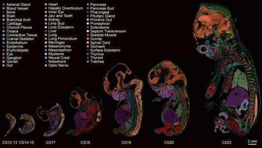 Scientists create first comprehensive map of early human embryo development