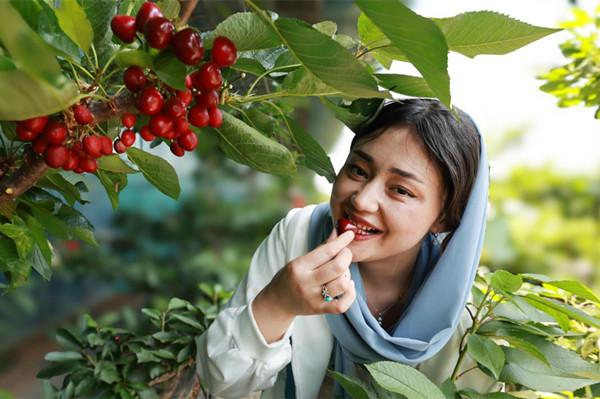 An Afghan student whose Chinese name is Luo Keyi enjoys the harvest at an orchard in Donglige village, Zhaoyuan, Shandong province.(Photo provided to China Daily)