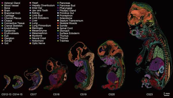 Chinese researchers have mapped the world's first complete spatiotemporal gene expression atlas of human embryos during the critical organ-forming period from four to eight weeks post-fertilization. (Photo: China Daily)