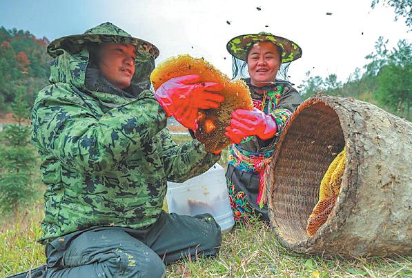 Long Xianlan and his wife collect honey in Shibadong village, Hunan province. (Photo: China Daily)