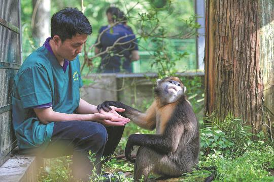 Guizhou golden monkeys get a chance for survival