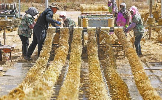 Long-term strategies help China's great green wall thrive