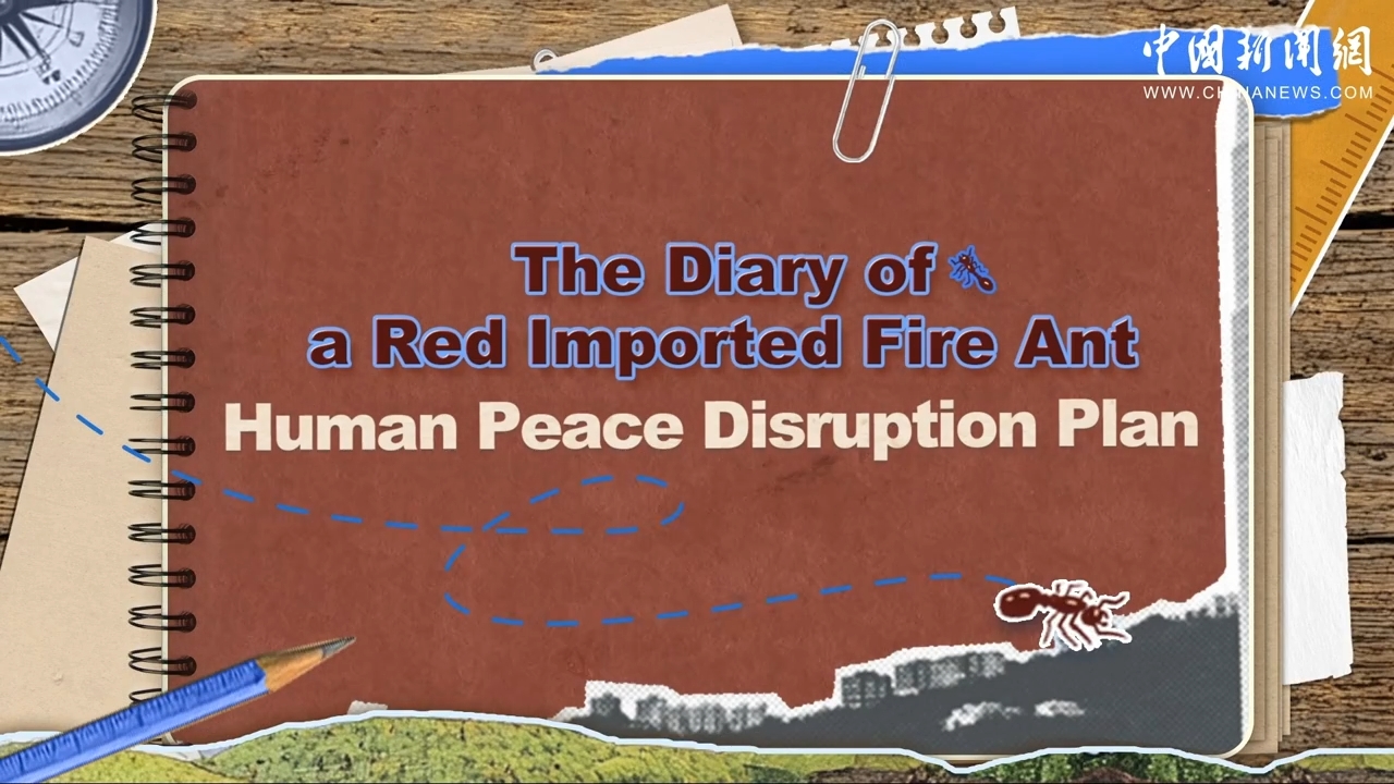 The diary of a red imported fire ant: Human peace disruption plan with a twist ending 