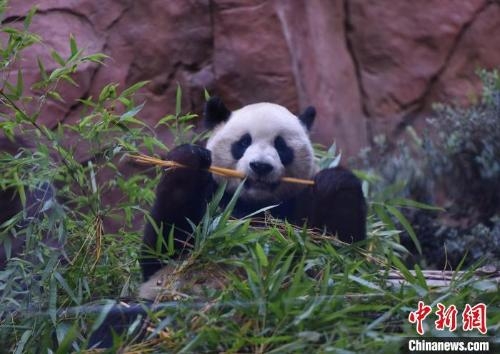 U.S. zoo releases latest updates on giant panda pair 
