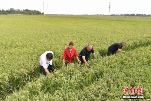 Chinese scientists unlock origins of domesticated rice