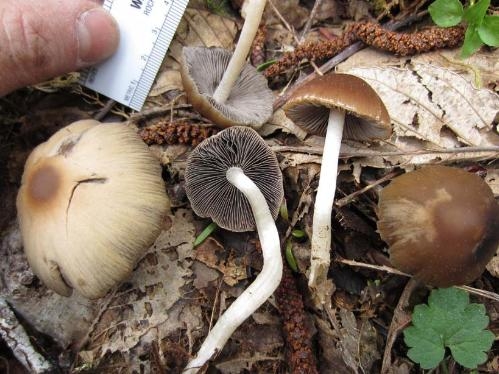 China identifies four newly recorded fungal species in E China