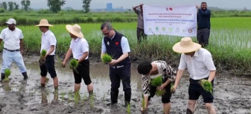 Experimental transplantation of Chinese hybrid rice begins in southern Nepal