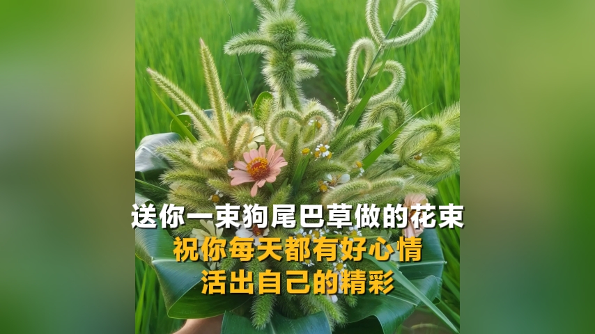 送你一束狗尾巴草做的花束，祝你每天都有好心情