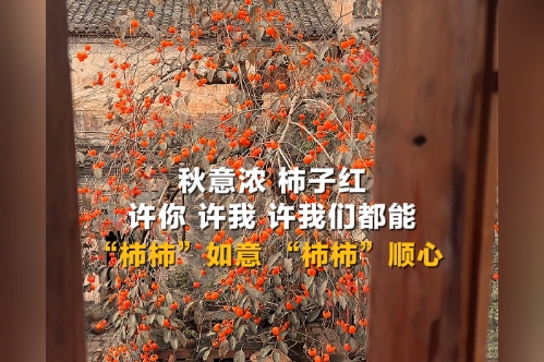 秋意浓，柿子红，许你，许我，许我们都能“柿柿”如意，“柿柿”顺心