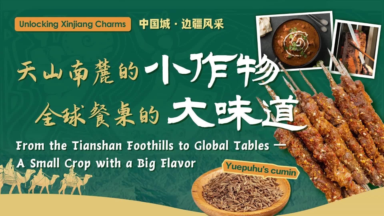 Unlocking Xinjiang Charms | From the Tianshan foothills to global tables — a small crop with a big flavor