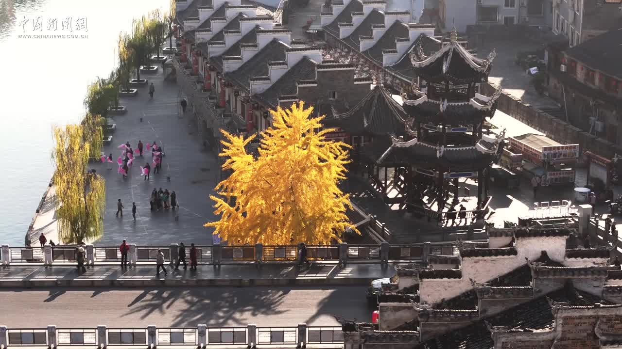 千年古城镇远银杏鎏金映红叶 半城诗意半城冬