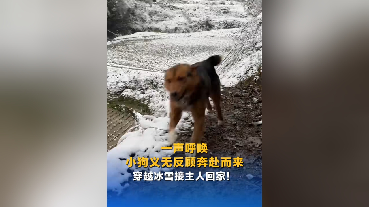 一声呼唤 小狗义无反顾奔赴而来