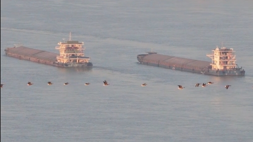 皖江东流迎“客”归 摄影师记录候鸟返乡一幕