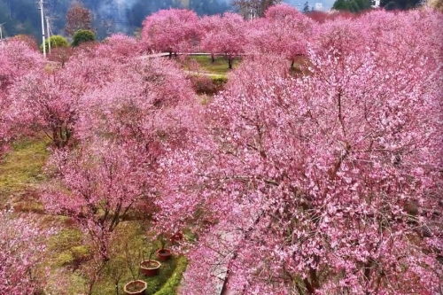 湖北恩施：梅香漫野處 游人樂(lè)新春