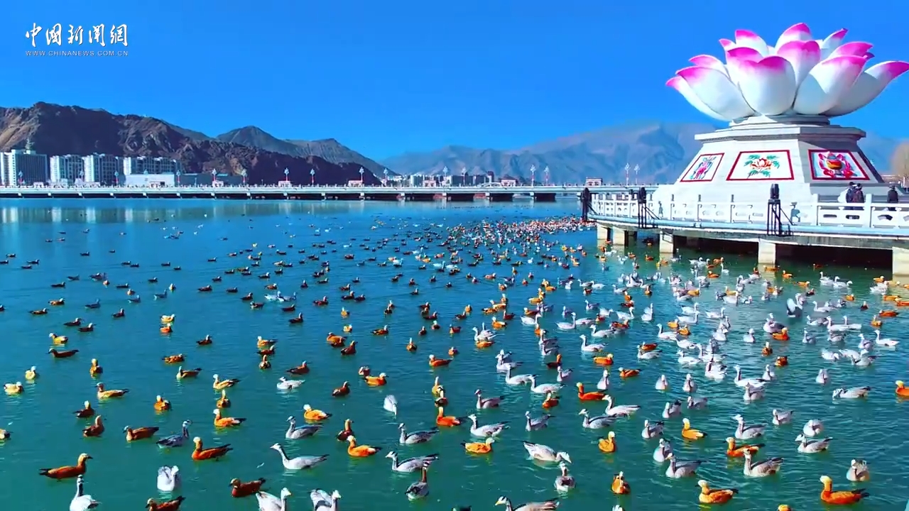 西藏：候鳥群在拉薩河嬉水覓食