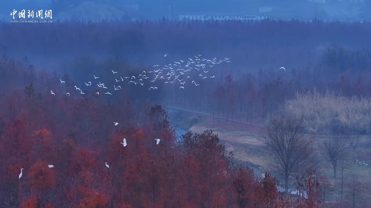冬日限定：在千島湖源頭邂逅紅杉與鷺影