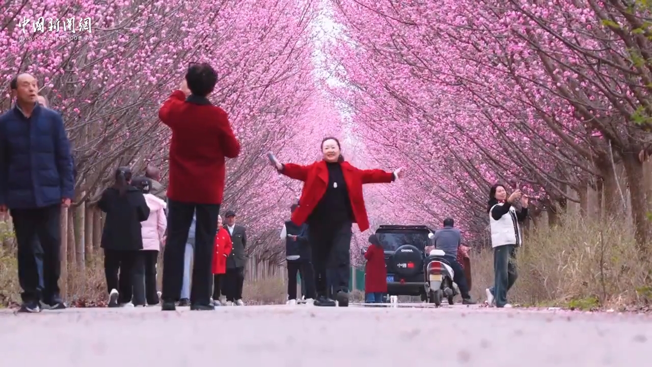 陜西漢中：美人梅盛開惹人醉