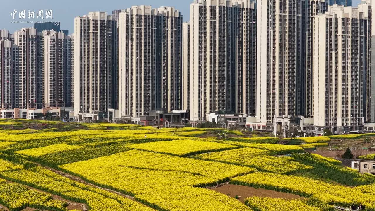 安徽合肥：油菜花田绘就春日盛景
