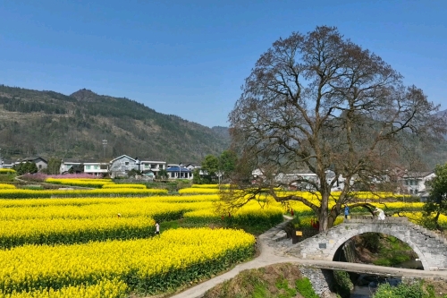 重慶秀山：巨豐堰灌區(qū)春色如畫