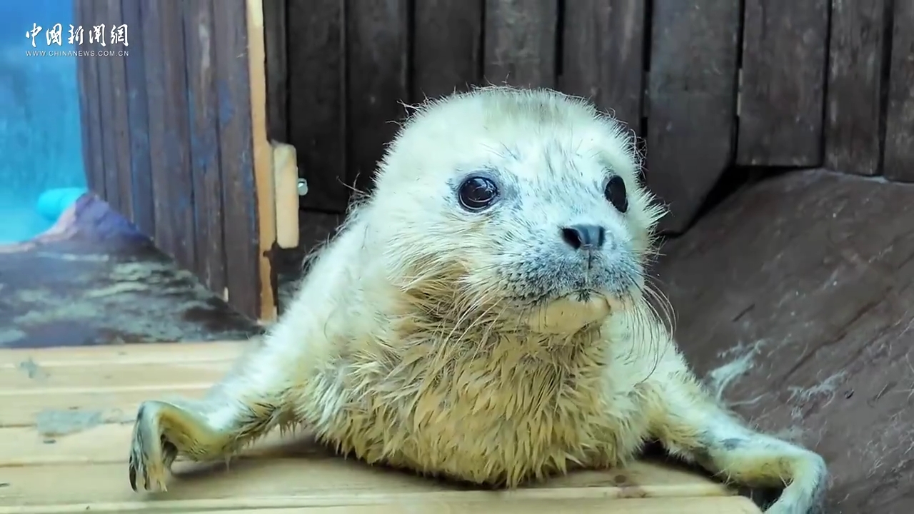 辽宁沈阳：国家一级保护动物斑海豹添丁