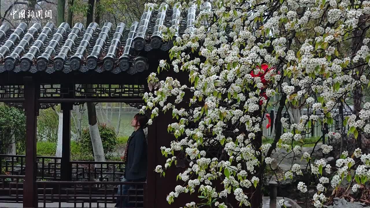 合肥：包公园烟雨梨花 尽显宋式美学