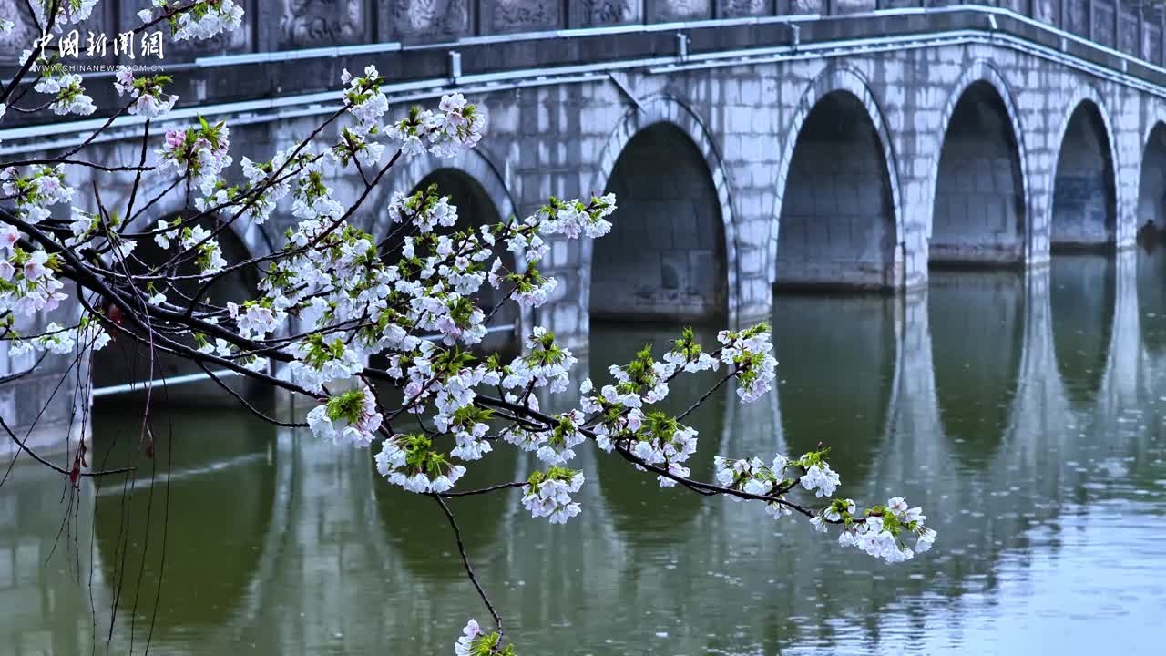 合肥：春染逍遥津 烟雨醉樱花