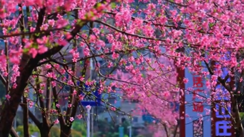 湖北宣恩：春日气息浓郁 处处都是打卡点