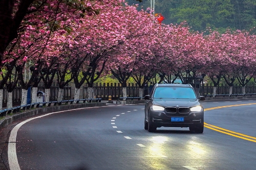 湖北咸豐櫻花競(jìng)相綻放 滿(mǎn)城繁花如畫(huà)
