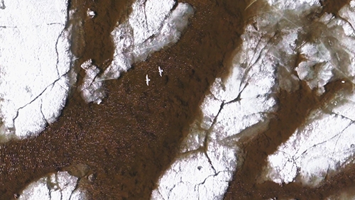 松花江畔雪映碧水，鸟舞春归