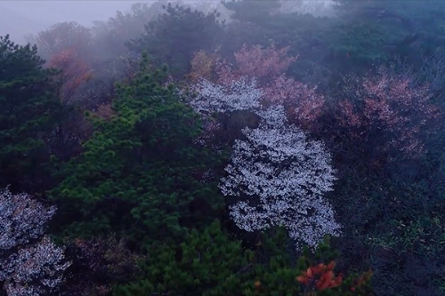 浙江安吉：霧漫山巔 野櫻如星
