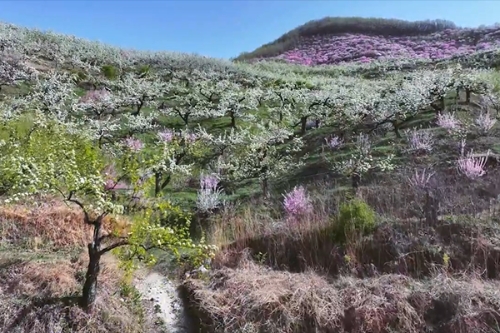 遼寧海城：梨花成海 粉櫻作伴