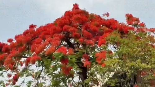 云南建水：夏意漸濃 鳳凰花初綻