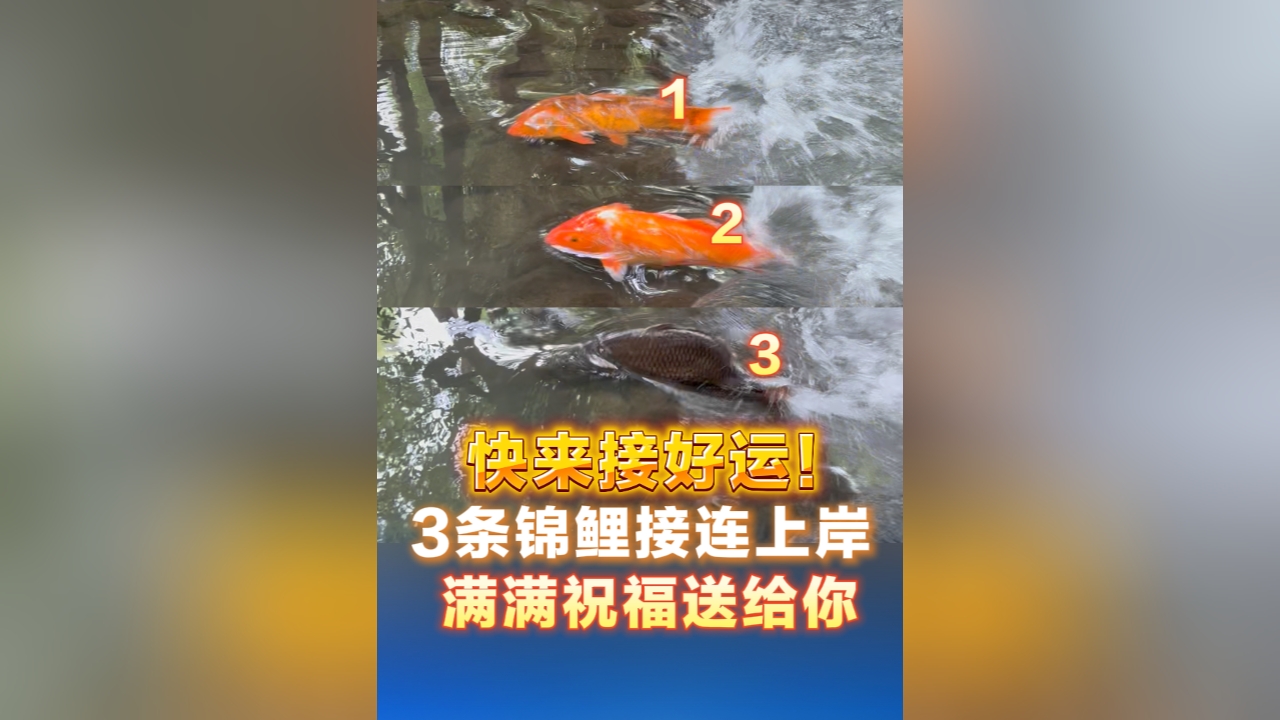 快來接好運！3條錦鯉接連上岸 滿滿祝福送給你