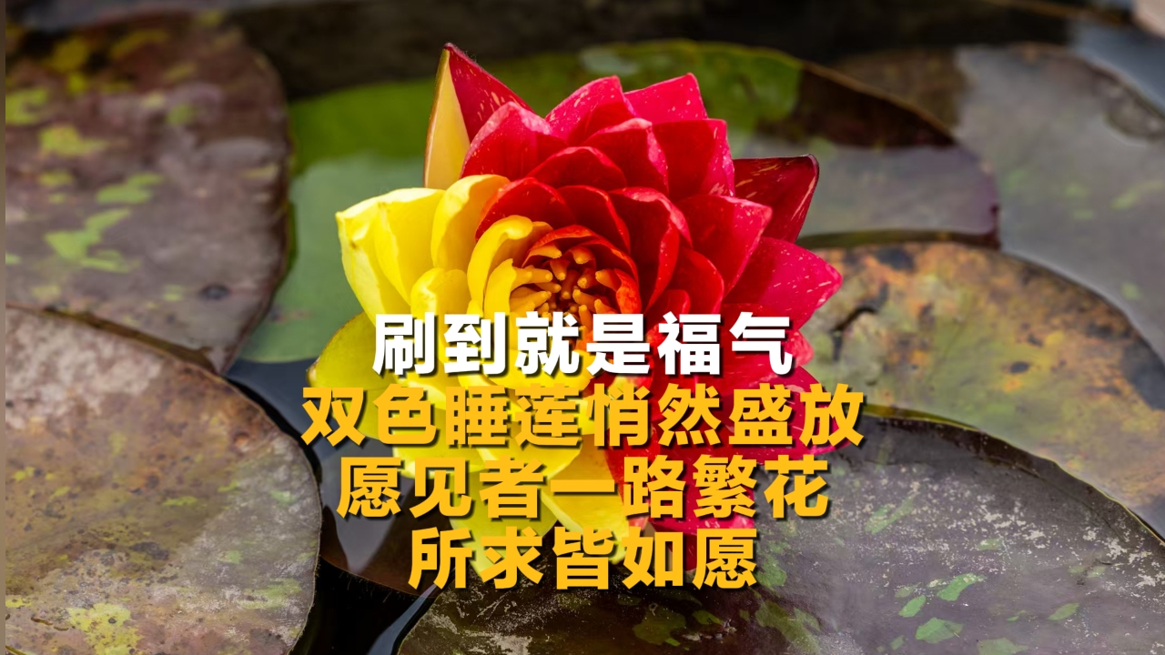刷到就是福气 双色睡莲悄然盛放