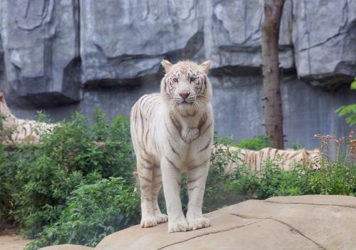 Zookeeper error leads to fatal tiger fight in Qingdao