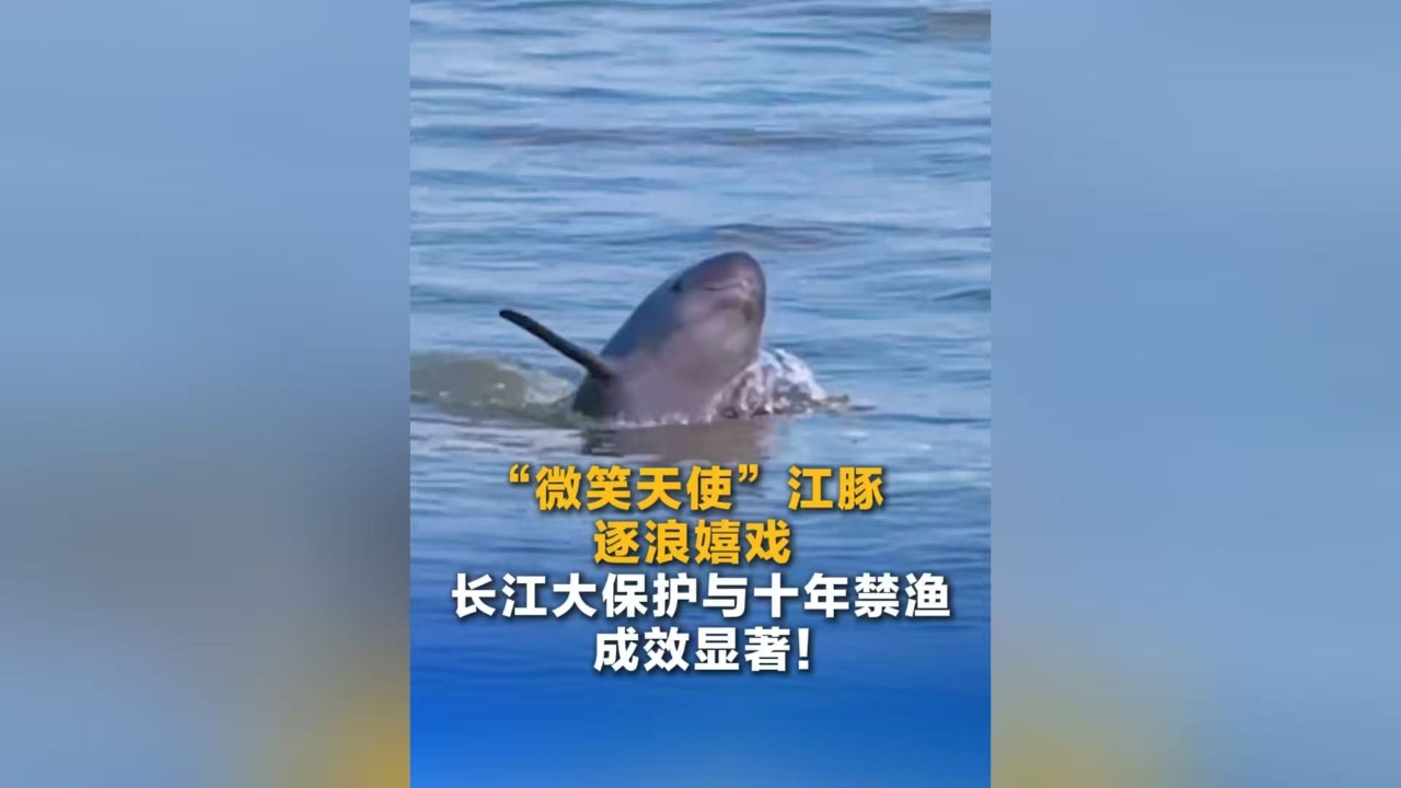 “微笑天使”江豚逐浪嬉戏 长江大保护与十年禁渔成效显著