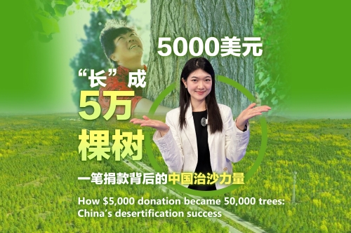 5000美元“长”成5万棵树，一笔捐款背后的中国治沙力量