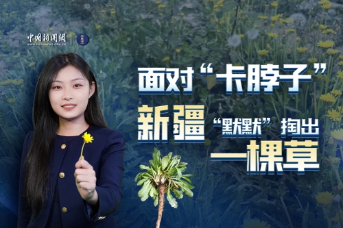 面对“卡脖子”，新疆“默默”掏出一棵草