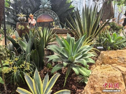 Shanghai exhibition showcases rare American plants and ancient civilizations