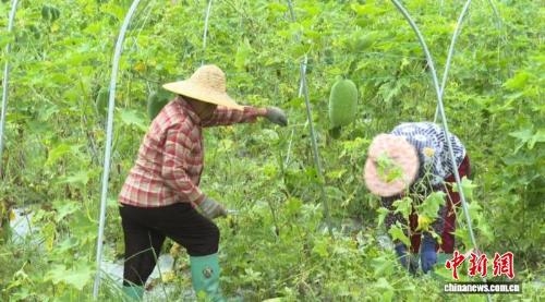 Taro-flavored wax gourd industry boosts village income in Guangdong