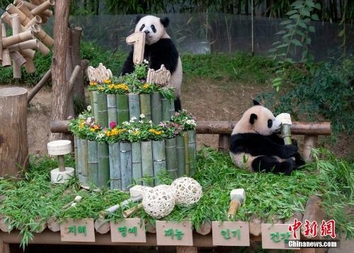 Giant panda twins Rui Bao and Hui Bao mark 3rd birthday in South Korea