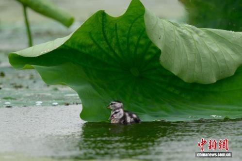 Rare cotton pygmy geese flock to breed in Zhejiang, drawing birdwatchers