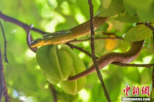 Guigang denies rumors of snake escape from farm