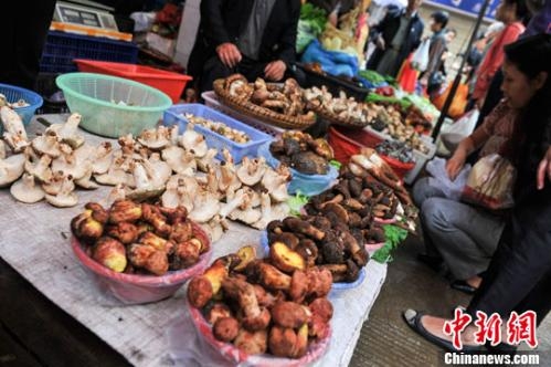 Yunnan exports first wild edible fungi shipment of 2026