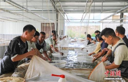Yunnan's Yuanjiang ships first 1 mln tilapia fry overseas