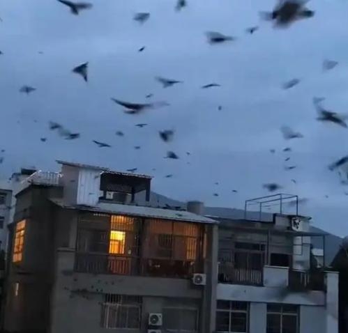Bird flocks leave nests as super typhoon Bavi approaches China's east coast