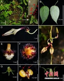 New wild plant species recorded in China's Yunnan