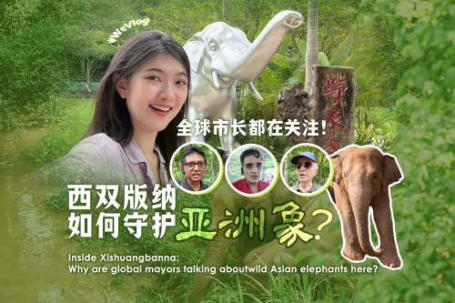 Inside Xishuangbanna: Why are global mayors talking about wild Asian elephants here?