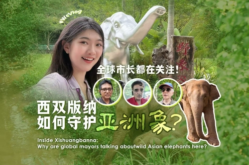 全球市长都在关注！西双版纳如何守护亚洲象？